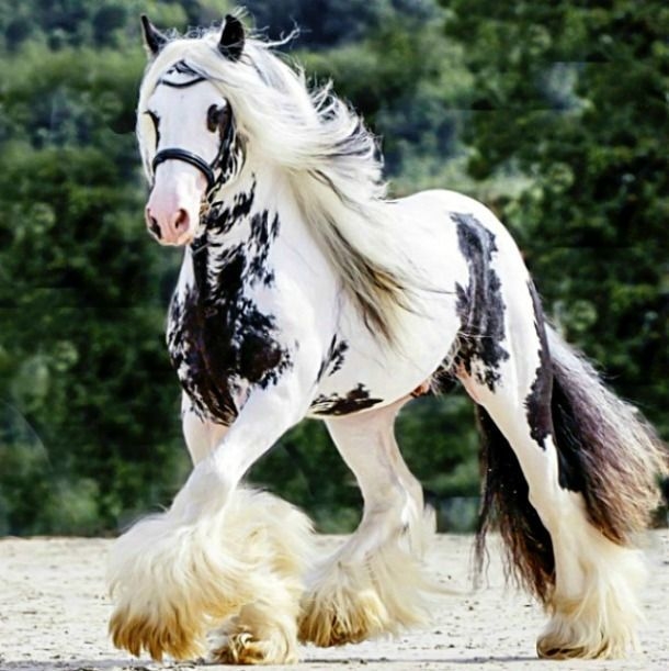 What breed is this horse-example-1