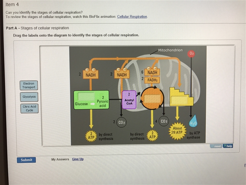 Drag the label onto the diagram to identify the stages of cellular respiration-example-1