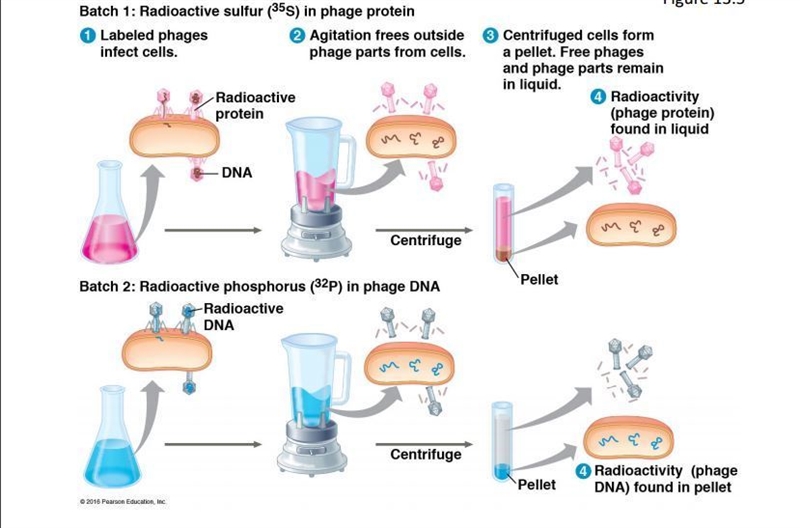 Why did Hershey and Chase radioactively label viral DNA with 32P and viral protein-example-1