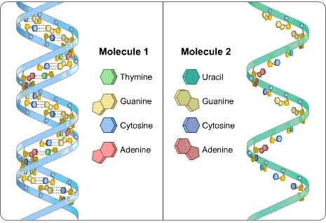 Plz Help!!!! Which statement about this diagram is correct? a) Molecule 1 is DNA because-example-1