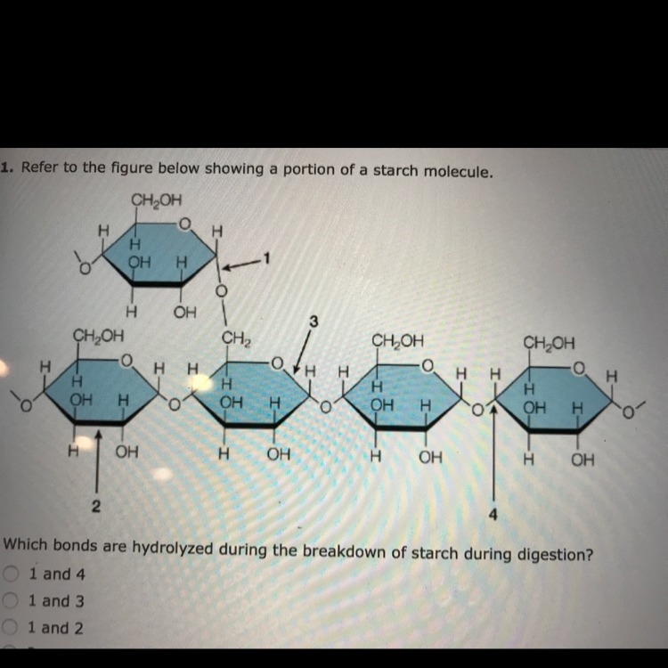 Which bonds are hydrolyzed during the breakdown of starch during digestion? A.) 1 and-example-1