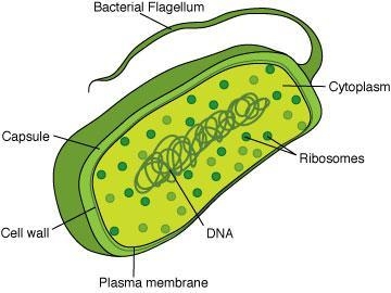 What is a prokaryote-example-1