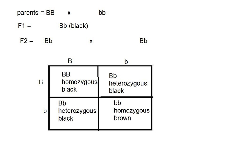 In mice, the allele for black fur is dominant to the allele for brown fur. A male-example-1