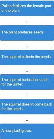 A squirrel helps carry out a plant’s reproduction. Arrange the steps in the correct-example-1