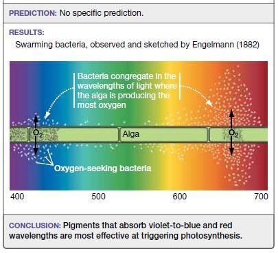 What would the results of this experiment look like if the pigments that drive photosynthesis-example-2