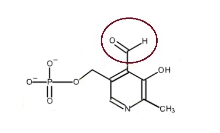 (a) identify the group in pyridoxal phosphate (plp) that covalently binds enzyme and-example-1