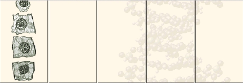 Sketch or include a screen shot of what you observe when examining the onion root-example-5