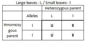 A tobacco plant is heterozygous for the genes for long stems (Ss), large leaves (Ll-example-1