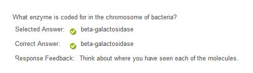 What enzyme is coded for in the chromosome of bacteria galactose glucose beta-galactosidase-example-1