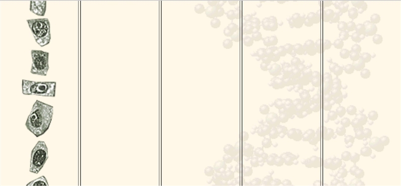 Sketch or include a screen shot of what you observe when examining the onion root-example-4