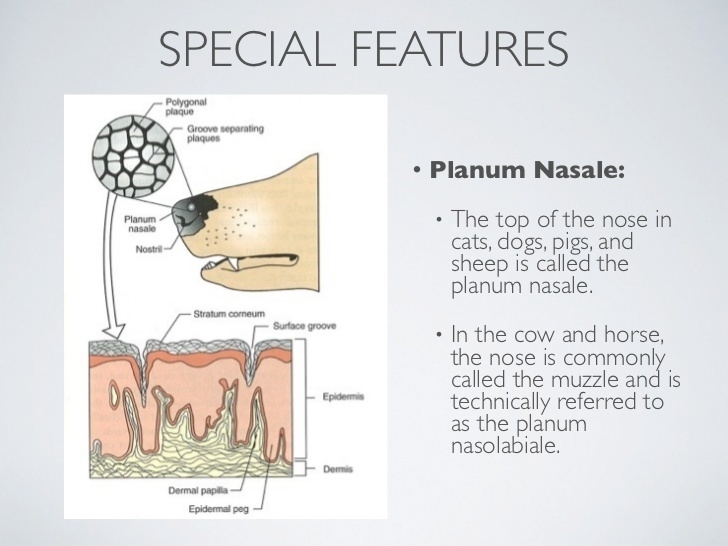 What is plannum nasale?-example-1