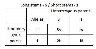 A tobacco plant is heterozygous for the genes for long stems (Ss), large leaves (Ll-example-3