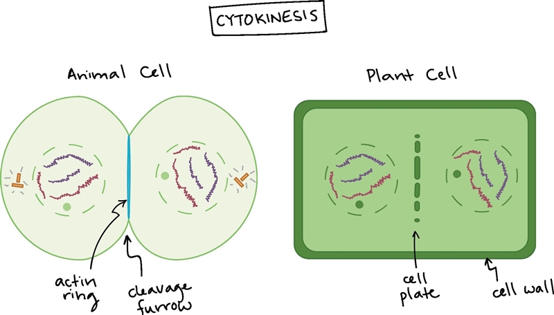 How does a cell look when its preparing to divide-example-1