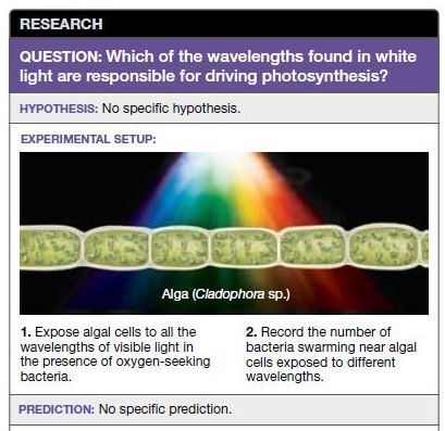 What would the results of this experiment look like if the pigments that drive photosynthesis-example-1