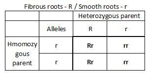 A tobacco plant is heterozygous for the genes for long stems (Ss), large leaves (Ll-example-2