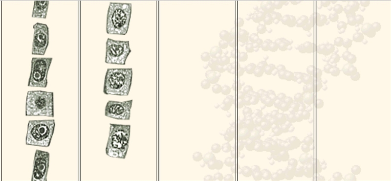 Sketch or include a screen shot of what you observe when examining the onion root-example-3