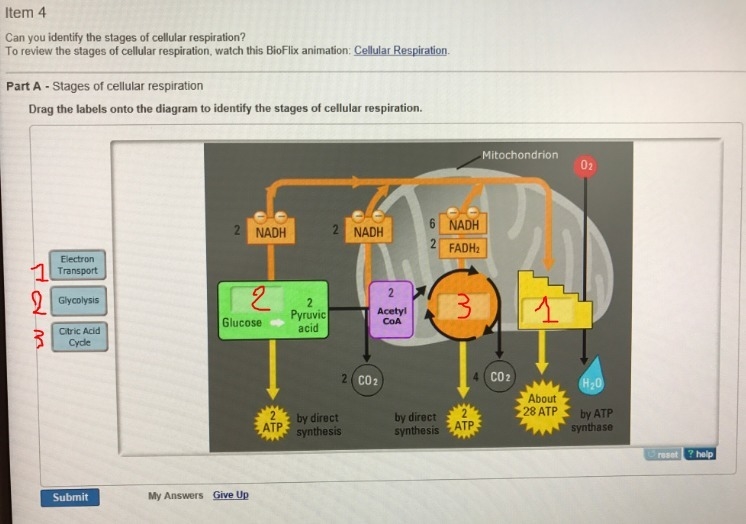 Drag the label onto the diagram to identify the stages of cellular respiration-example-1