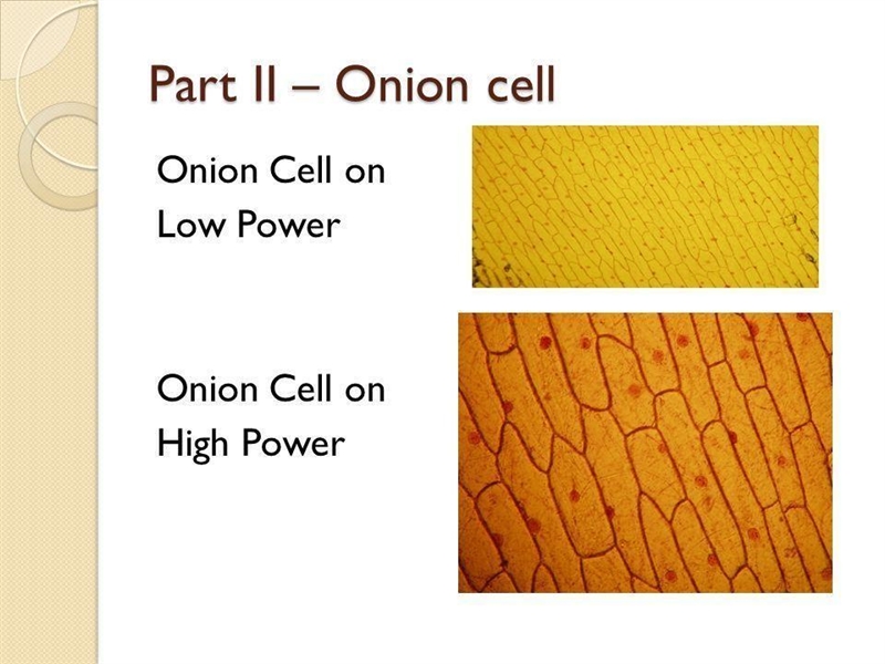 Sketch or include a screen shot of what you observe when examining the onion root-example-1