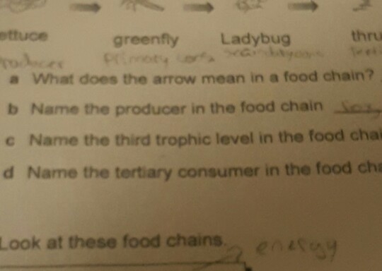 Name the third trophic level in the food chain.-example-1