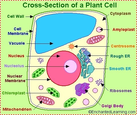 Which organelles in a plant cell are involved in converting food to energy during-example-1