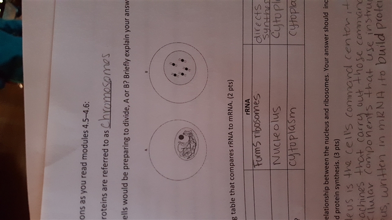 How does a cell look when its preparing to divide-example-1