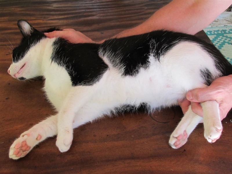 The stretch hold is a restraint technique: B. That requires holding a cat by the scruff-example-1