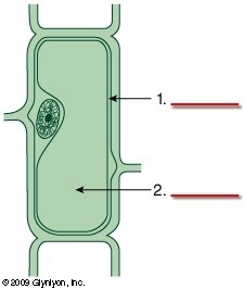 Giving 30 points away Look at the following plant cell. Which of the choices below-example-1