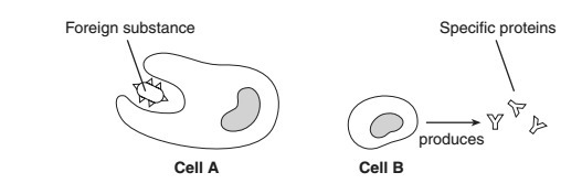 "The cells labeled A and B are examples of cells known as (1)guard cells (2)reproductive-example-1