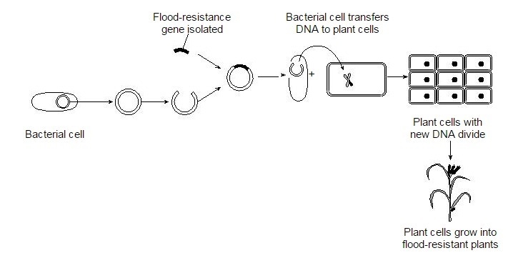 "The best explanation for these modified rice plants being flood resistant is-example-1