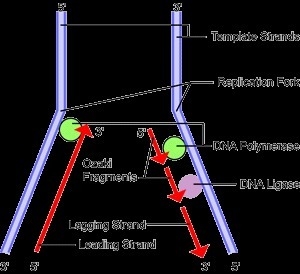 What cell activity is depicted in this picture?-example-1