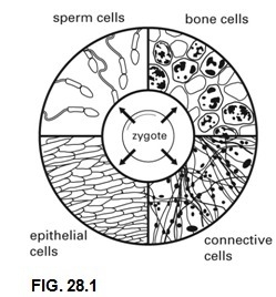 2. What process is shown in the diagram in Figure 28.1-example-1