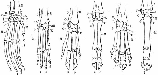 He diagram shows the leg bones of a (Left -> Right): Orangutan, dog, pig, cow, tapir-example-1