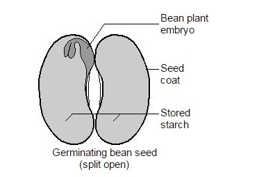 "Plants are able to continue to grow and develop once the starch supply in the-example-1