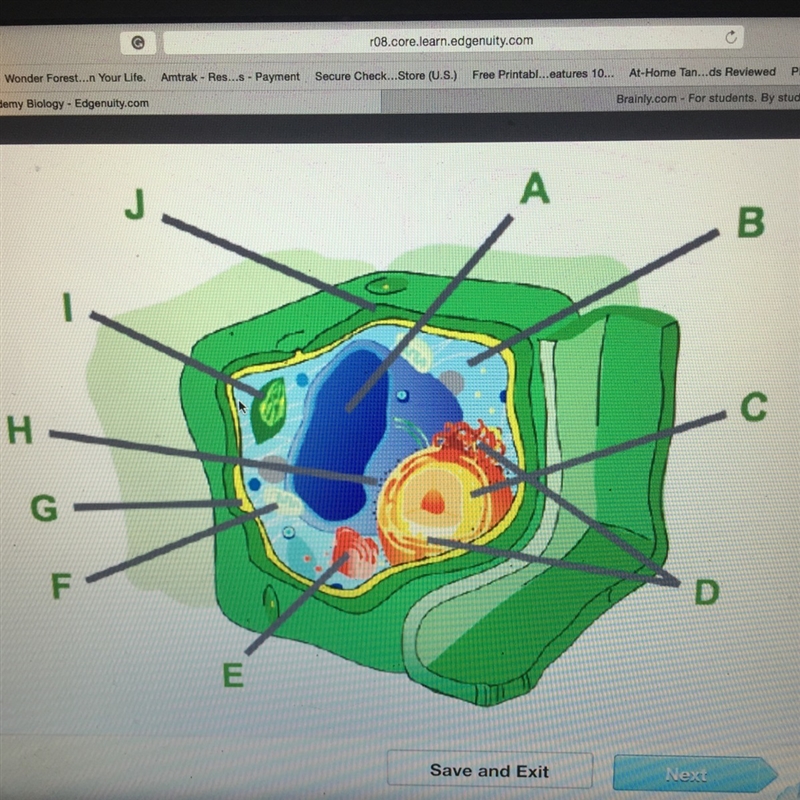 !!!!!10potins!!!!! Which organelle is labeled G? A) cytoplasm B) cell wall C) cell-example-1