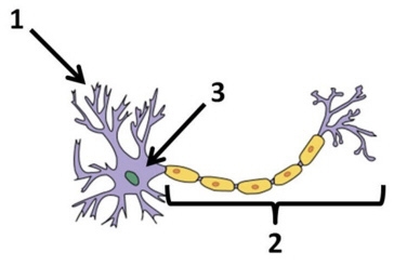 In which row are the parts of the neuron below correctly labeled? A B C D-example-1