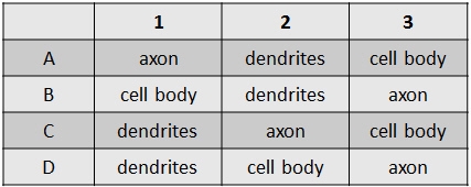 In which row are the parts of the neuron below correctly labeled? A B C D-example-2