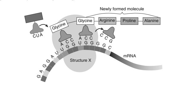 "Structure X is a (1)mitochondrion (2)vacuole (3)nucleus (4)ribosome"-example-1