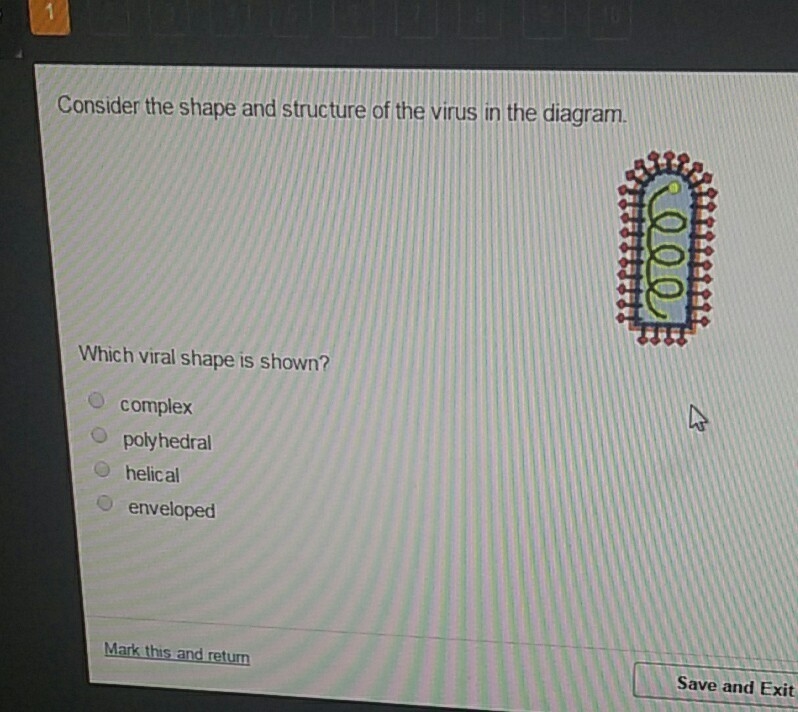 Consider the shape and structure of the virus in the diagram which viral shape is-example-1