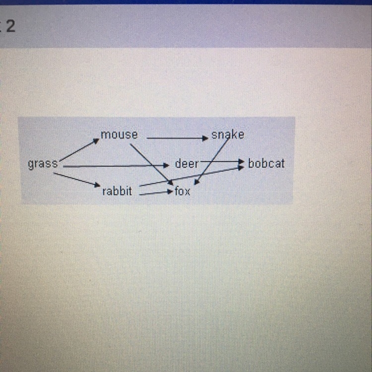 What is the role of the mouse? a) primary producer b)secondary producer c)primary-example-1