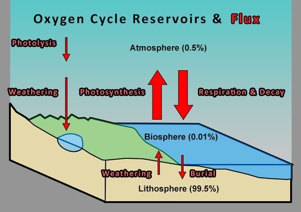 The process of photosynthesis is essential in the oxygen/carbon dioxide cycle. Photosynthesis-example-1