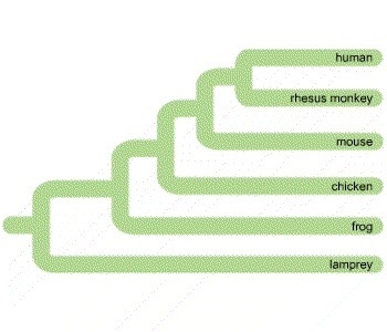 The phylogenetic tree below shows similarities in the amino acid sequences of cytochrome-example-1