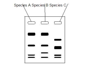 Based on the data they collected using gel electrophoresis, label the branching tree-example-1