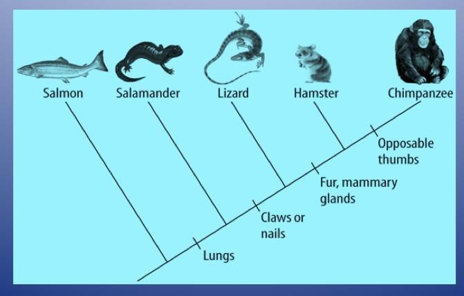 Study the cladogram. What does the lizard share with the chimpanzee? A) Lungs only-example-1