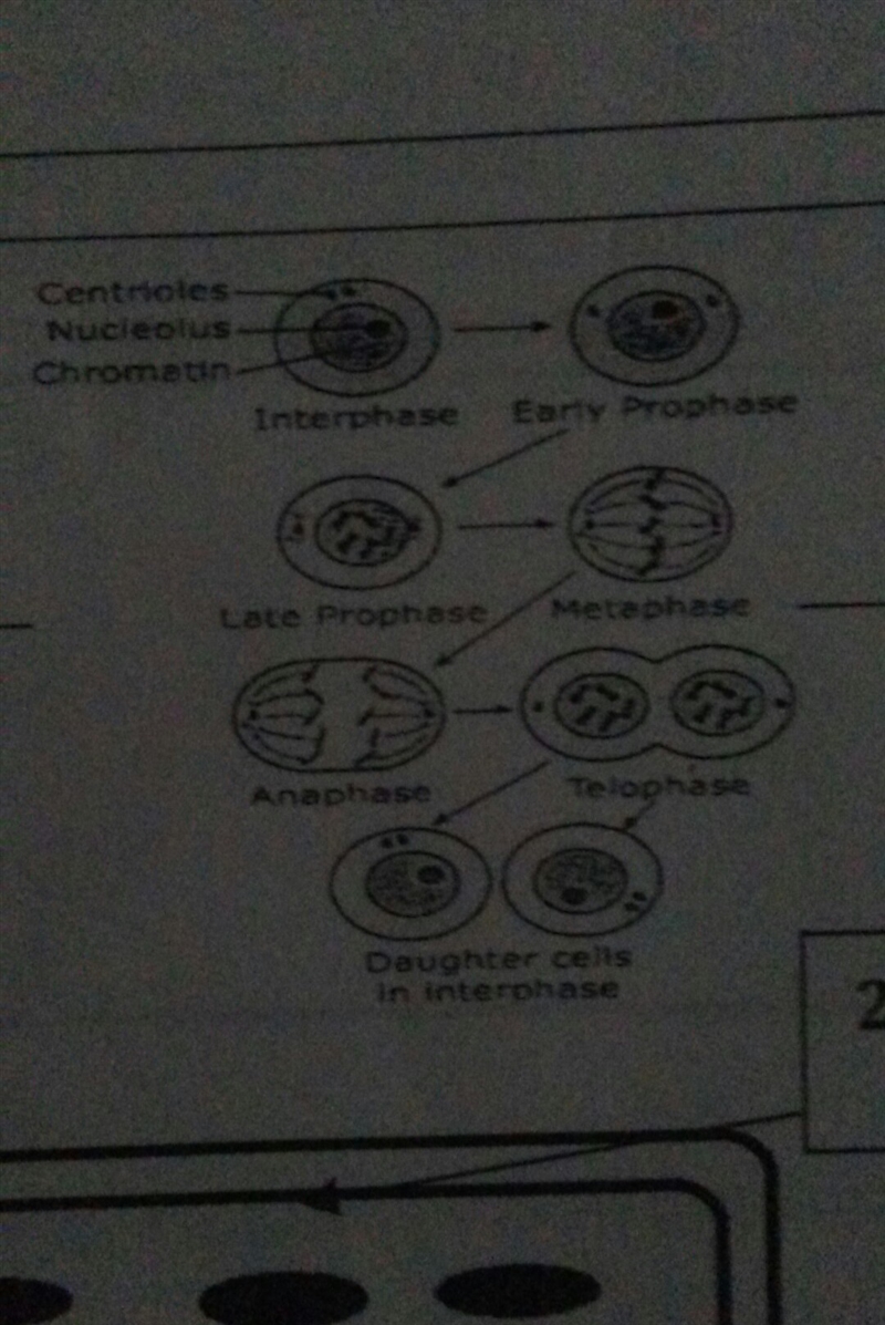 Which part of cell theory is the diagram to the right-example-1