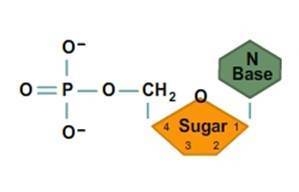 What biological macromolecule is made up of monomers like the one shown below? [A-example-1