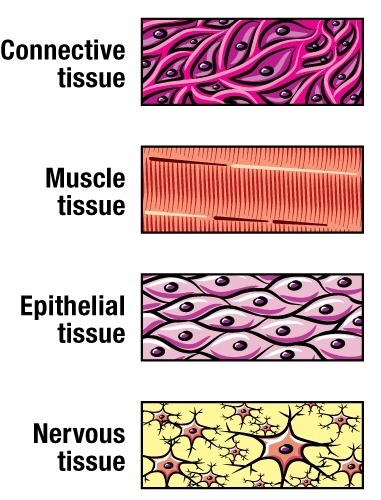 Which of the following is identical in a single organism for each cell type shown-example-1