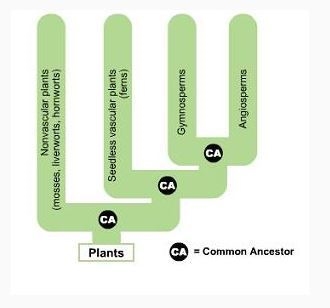 Based on the phylogenetic tree below, which groups of plants evolved most recently-example-1