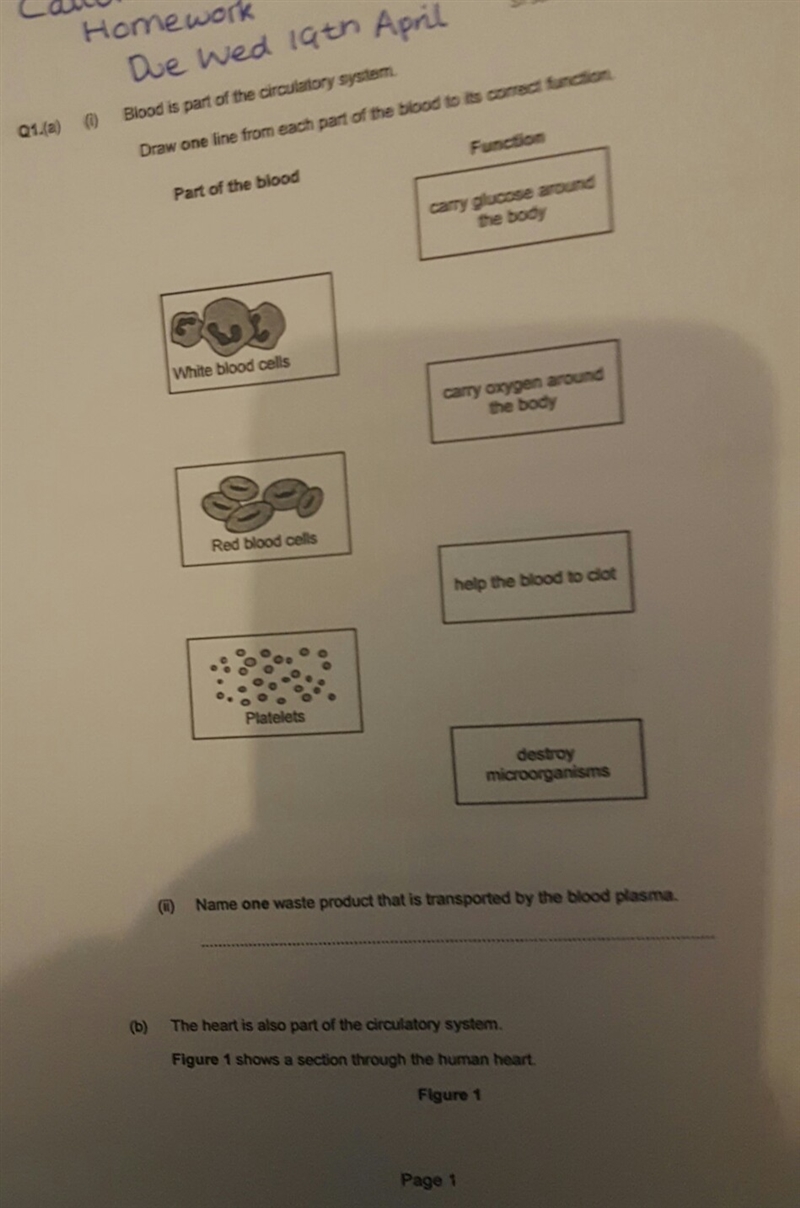 Biology sheet pls help-example-1