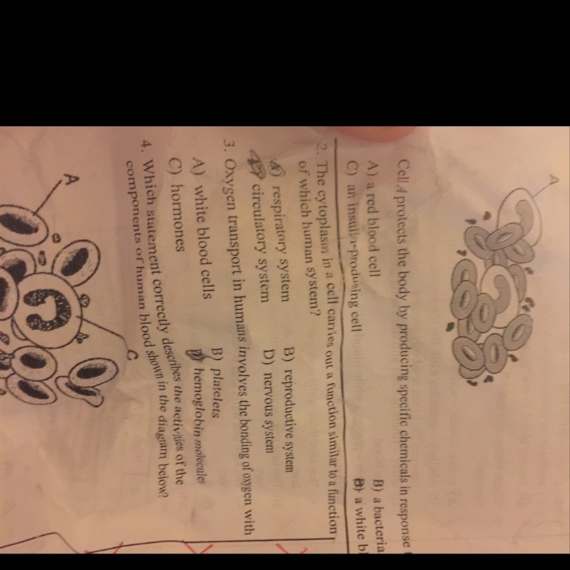 The cytoplasm in a cell carries out a funtion similar to a function of wich human-example-1