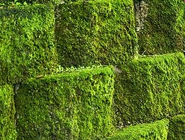 Consider the nonflowering plant growing along the wall that is pictured below. What-example-1